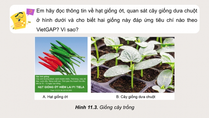 Giáo án điện tử chuyên đề Công nghệ trồng trọt 10 cánh diều Bài 11: Quy trình trồng trọt theo tiêu chuẩn VietGAP
