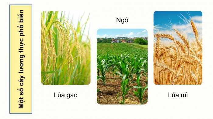 Giáo án điện tử địa lí 10 chân trời bài 26: Địa lí ngành nông nghiệp, lâm nghiệp, thủy sản