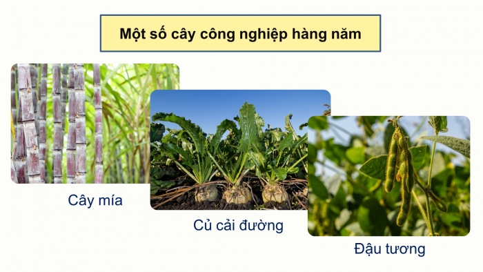 Giáo án điện tử địa lí 10 chân trời bài 26: Địa lí ngành nông nghiệp, lâm nghiệp, thủy sản