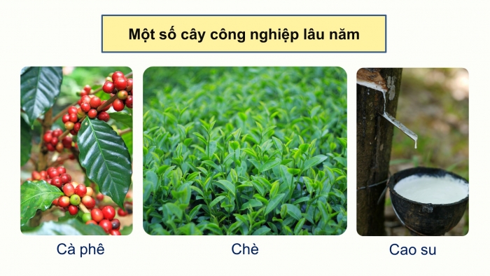 Giáo án điện tử địa lí 10 chân trời bài 26: Địa lí ngành nông nghiệp, lâm nghiệp, thủy sản