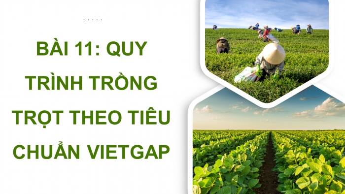 Giáo án điện tử chuyên đề Công nghệ trồng trọt 10 cánh diều Bài 11: Quy trình trồng trọt theo tiêu chuẩn VietGAP