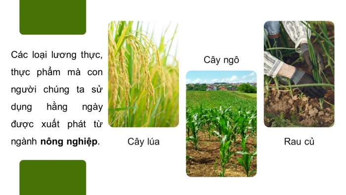 Giáo án điện tử địa lí 10 chân trời bài 25: Vai trò, đặc điểm, các nhân tố ảnh hưởng tới sự phát triển và phân bố nông nghiệp, lâm nghiệp, thủy sản