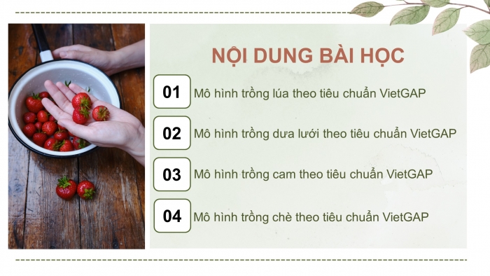 Giáo án điện tử chuyên đề Công nghệ trồng trọt 10 cánh diều Bài 12: Một số mô hình trồng trọt theo tiêu chuẩn VietGAP