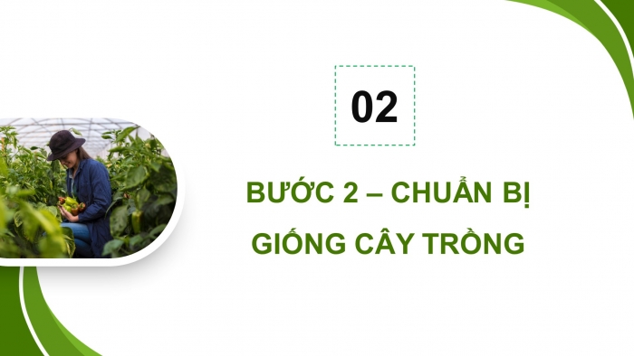 Giáo án điện tử chuyên đề Công nghệ trồng trọt 10 cánh diều Bài 11: Quy trình trồng trọt theo tiêu chuẩn VietGAP