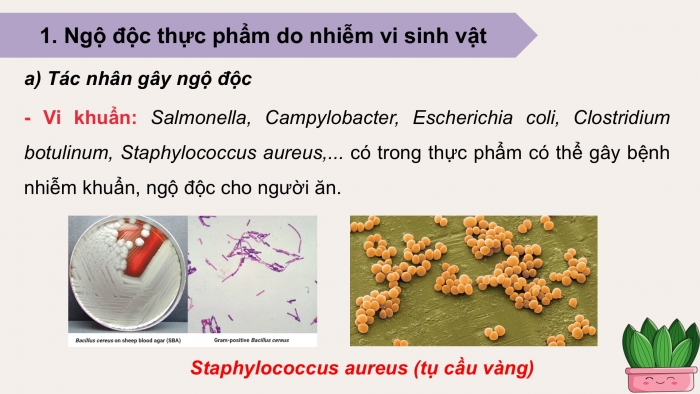 Giáo án điện tử chuyên đề Sinh học 11 kết nối Bài 10: Ngộ độc thực phẩm
