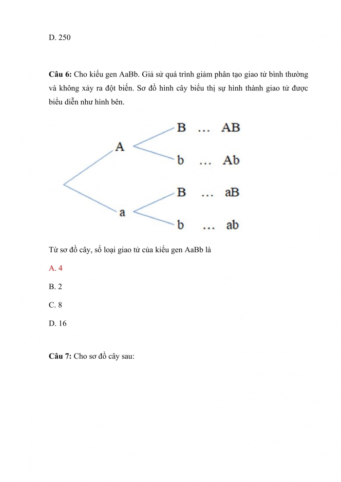 Trắc nghiệm toán 10 cánh diều Chương 5 Bài 1: quy tắc cộng. Quy tắc nhân. Sơ đồ hình cây