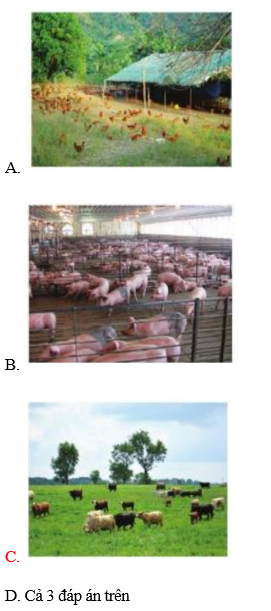 Trắc nghiệm công nghệ 7 cánh diều Bài 8: giới thiệu chung về chăn nuôi