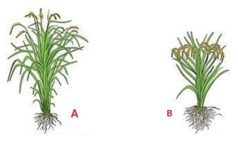 Trắc nghiệm công nghệ 10 - Công nghệ trồng trọt cánh diều CD4 Bài 9: giống cây trồng