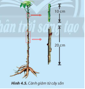 Trắc nghiệm công nghệ 7 chân trời bài 4: Nhân giống cây trồng bằng phương phát giâm cành