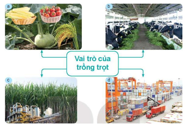 Trắc nghiệm công nghệ 7 kết nối bài 1: Giới thiệu về trồng trọt