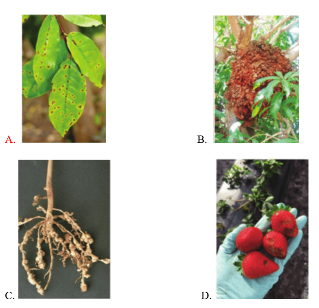 Trắc nghiệm công nghệ 10 - Công nghệ trồng trọt cánh diều Bài 12: tác hại của sâu, bệnh đối với cây trồng