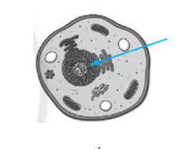 Trắc nghiệm bài 19: Cấu tạo và chức năng các thành phần của tế bào