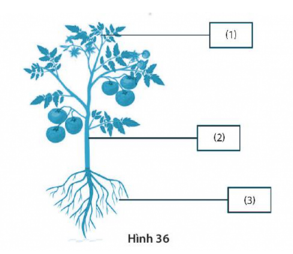 Trắc nghiệm sinh học 7 kết nối tri thức Bài 36: khái quát về sinh trưởng và phát triển ở sinh vật