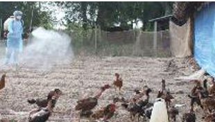 Trắc nghiệm công nghệ 7 chân trời Bài 11: kĩ thuật chăn nuôi gà thịt thả vườn