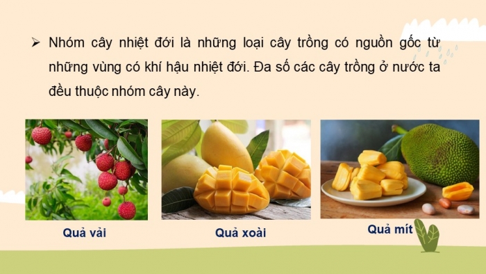 Giáo án điện tử công nghệ 10 – Trồng trọt kết nối bài 2: Cây trồng và các yếu tố chính trong trồng trọt