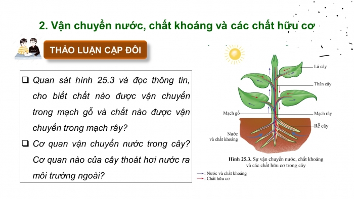 Giáo án điện tử KHTN 7 cánh diều – Phần sinh học bài 25: Trao đổi nước và các chất dinh dưỡng ở thực vật