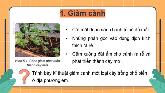 Giáo án PowerPoint bài 5: Nhân giống vô tính cây trồng