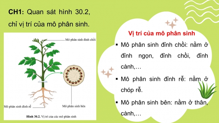 Giáo án điện tử KHTN 7 cánh diều – Phần sinh học bài 30: Sinh trưởng và phát triển ở thực vật