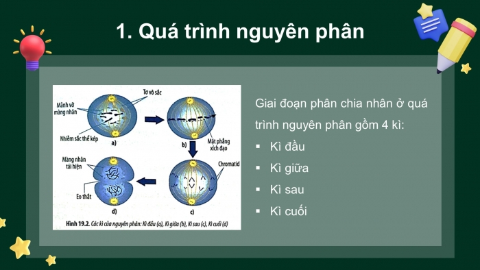 Giáo án điện tử sinh học 10 chân trời bài 19: Quá trình phân bào