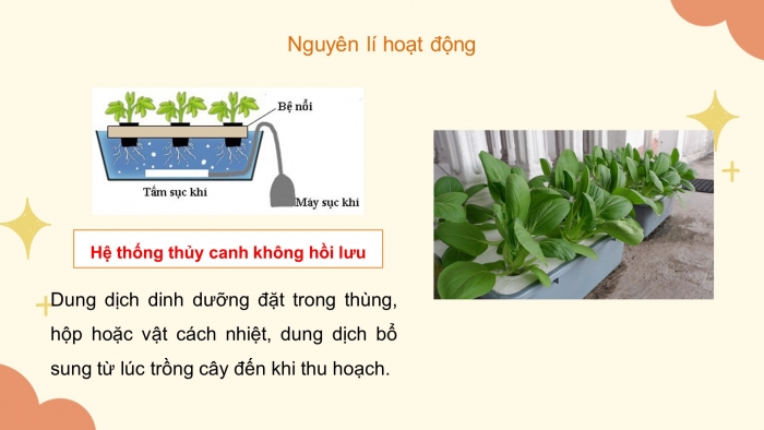 Giáo án điện tử công nghệ trồng trọt 10 kết nối bài: Ôn tập chương 7