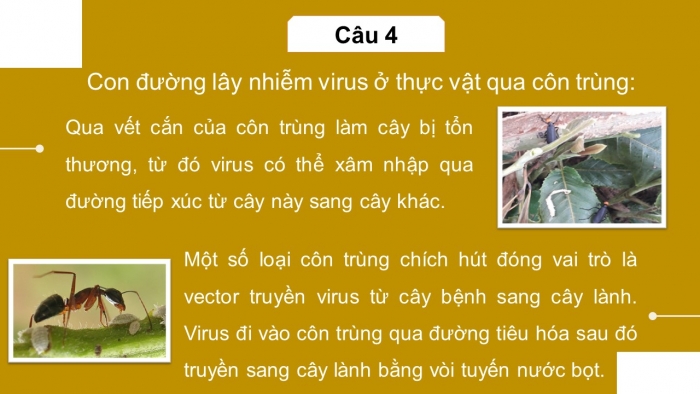 Giáo án điện tử sinh học 10 chân trời bài 31: Virus gây bệnh