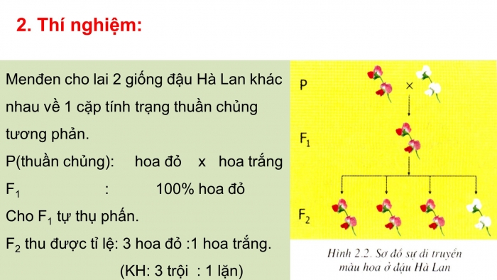 Giáo án điện tử sinh học 9 bài 2: Lai một cặp tính trạng