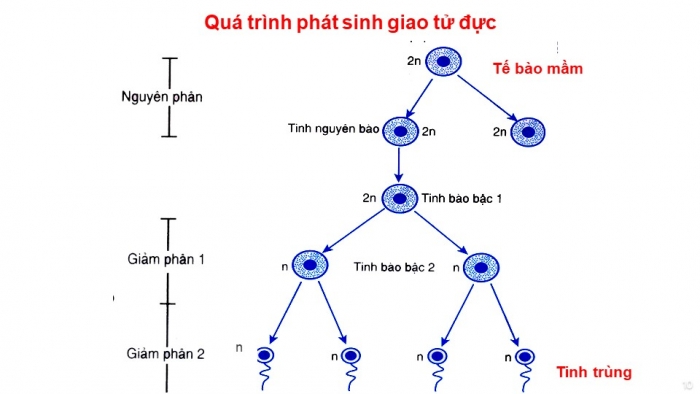 Giáo án điện tử sinh học 9 bài 11: Phát sinh giao tử và thụ tinh