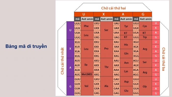 Giáo án điện tử Sinh học 12 bài 1: Gen, mã di truyền và quá trình nhân đôi ADN