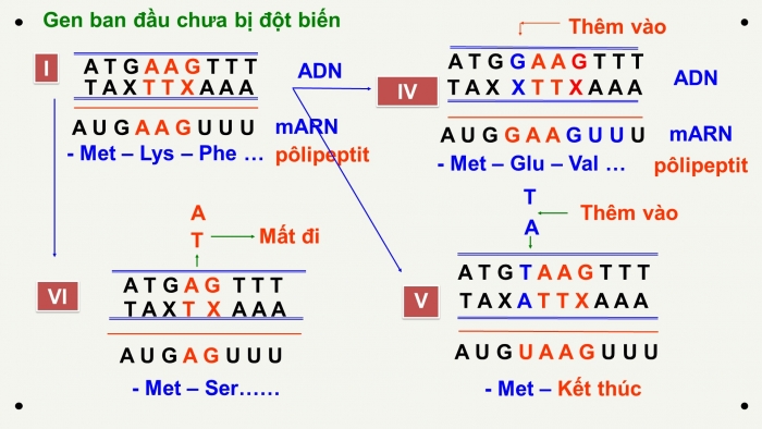 Giáo án điện tử Sinh học 12 bài 4: Đột biến gen