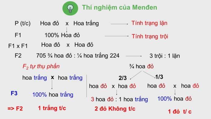 Giáo án điện tử Sinh học 12 bài 8: Quy luật Menđen: Quy luật phân li