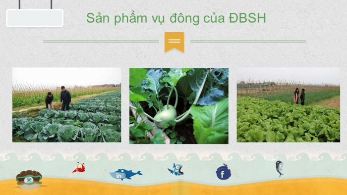 Giáo án điện tử địa lí 9 bài 22: Thực hành - Vẽ và phân tích biểu đồ về mối quan hệ giữa dân số, sản lượng thực và bình quân lương thực theo đầu người