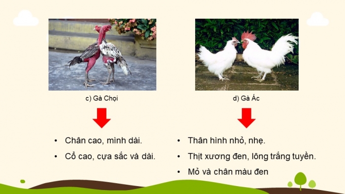 Giáo án điện tử Công nghệ chăn nuôi 11 kết nối Bài 3: Khái niệm, vai trò của giống trong chăn nuôi