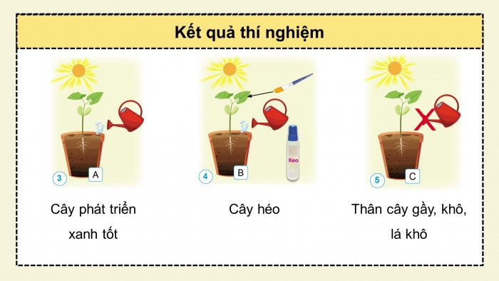 Giáo án điện tử Khoa học 4 cánh diều Bài 13: Nhu cầu sống của thực vật và chăm sóc cây trồng (P1)