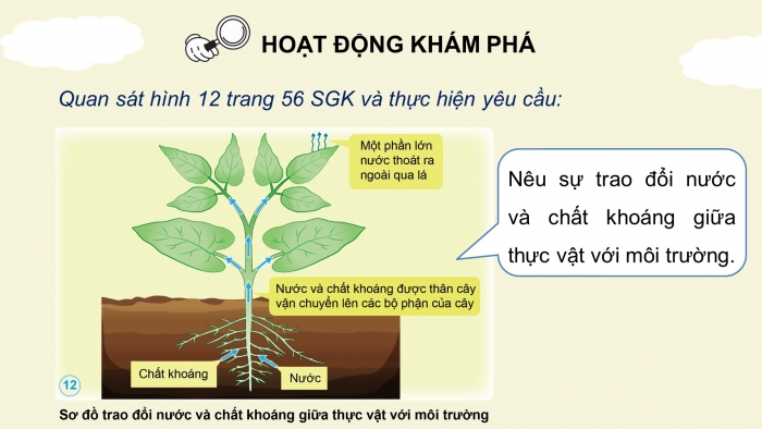 Giáo án điện tử Khoa học 4 cánh diều Bài 13: Nhu cầu sống của thực vật và chăm sóc cây trồng (P2)