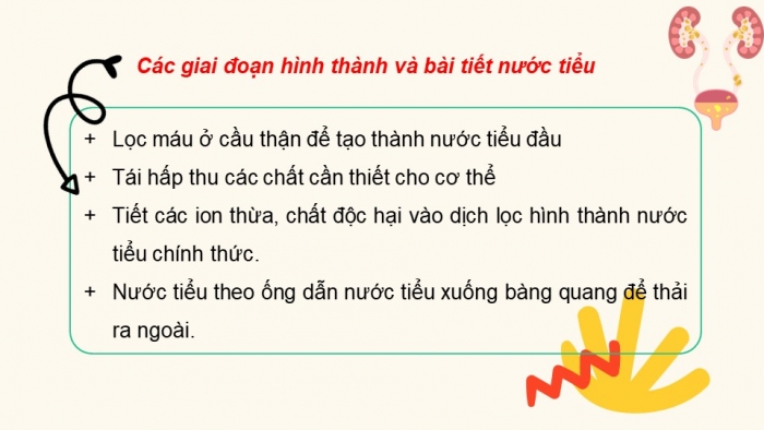 Giáo án điện tử Sinh học 11 chân trời Bài 13: Bài tiết và cân bằng nội môi