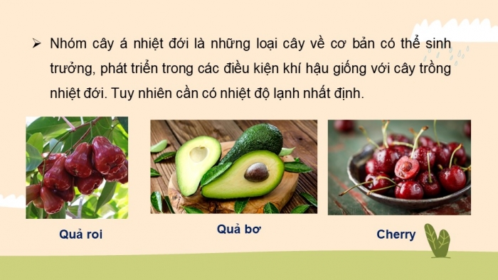 Giáo án điện tử công nghệ 10 – Trồng trọt kết nối bài 2: Cây trồng và các yếu tố chính trong trồng trọt