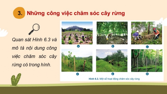 Giáo án điện tử công nghệ 7 cánh diều bài 6: Chăm sóc cây rừng sau khi trồng