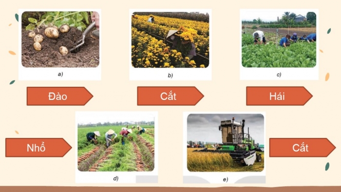 Giáo án PowerPoint bài 4: Thu hoạch sản phẩm trồng trọt