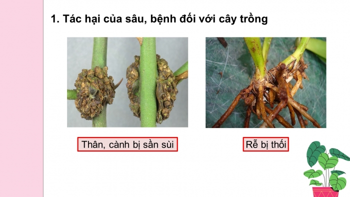 Giáo án điện tử công nghệ trồng trọt 10 cánh diều bài 12: Tác hại của sâu, bệnh đối với cây trồng