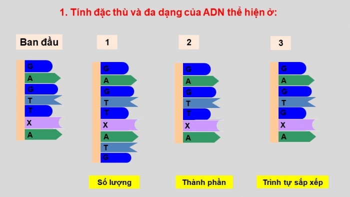 Giáo án điện tử sinh học 9 bài 15: ADN