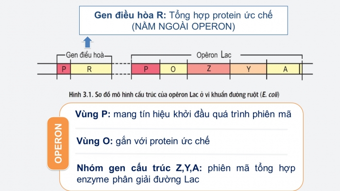 Giáo án điện tử Sinh học 12 bài 3: Điều hoà hoạt động gen