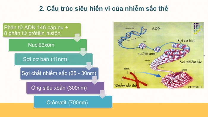 Giáo án điện tử Sinh học 12 bài 5: Nhiễm sắc thể và đột biến cấu trúc nhiễm sắc thể