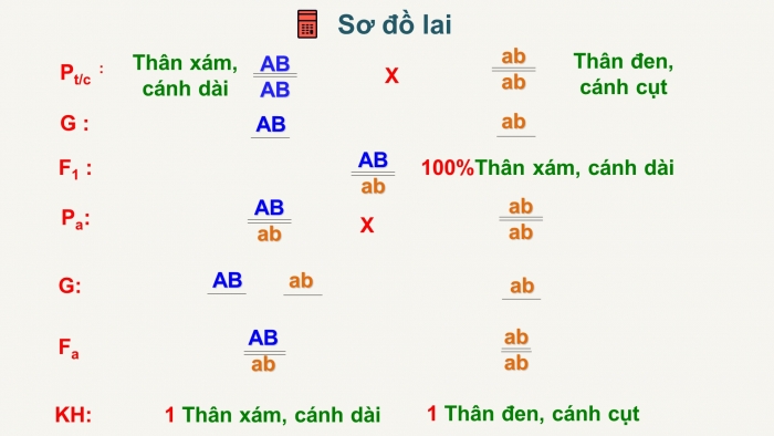 Giáo án điện tử Sinh học 12 bài 11: Liên kết gen và hoán vị gen