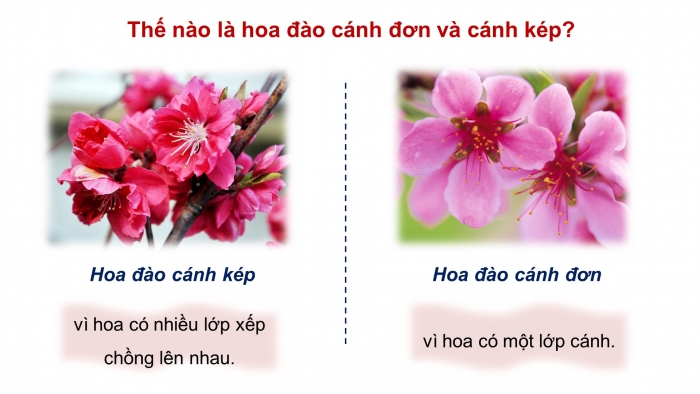 Giáo án điện tử Công nghệ 4 cánh diều Bài 2: Một số loại hoa phổ biến