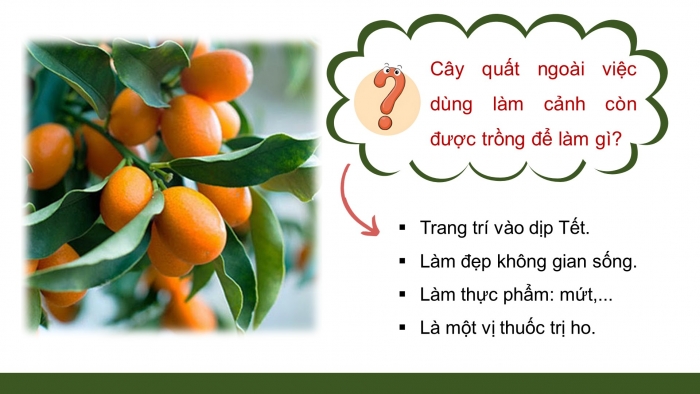 Giáo án điện tử Công nghệ 4 cánh diều Bài 3: Một số loại cây cảnh phổ biến