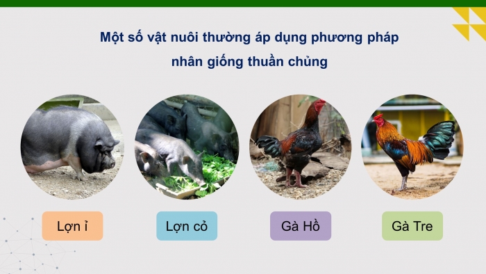 Giáo án điện tử Công nghệ chăn nuôi 11 cánh diều Bài 7: Nhân giống vật nuôi