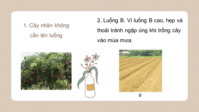 Giáo án điện tử công nghệ trồng trọt 10 cánh diều bài 16: Quy trình trồng trọt