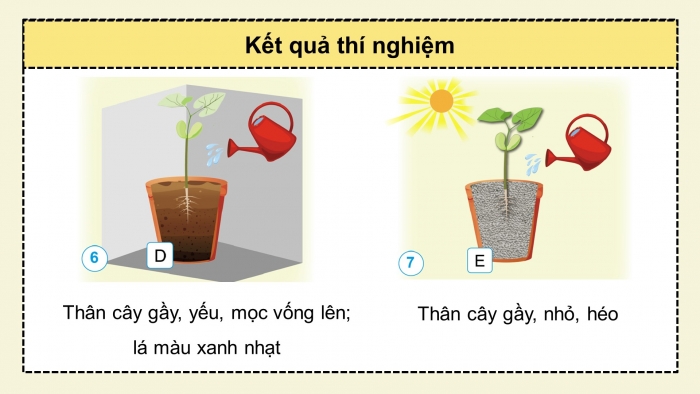 Giáo án điện tử Khoa học 4 cánh diều Bài 13: Nhu cầu sống của thực vật và chăm sóc cây trồng (P1)