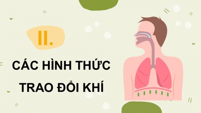 Giáo án điện tử Sinh học 11 chân trời Bài 9: Hô hấp ở động vật