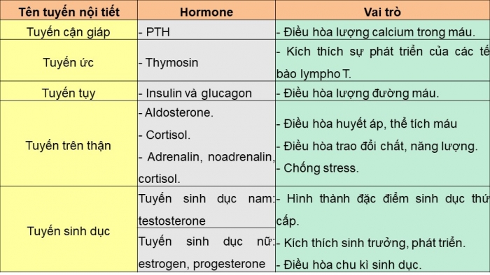 Giáo án điện tử KHTN 8 cánh diều Bài 35: Hệ nội tiết ở người